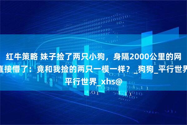 红牛策略 妹子捡了两只小狗，身隔2000公里的网友看后直接懵了：竟和我捡的两只一模一样？_狗狗_平行世界_xhs@